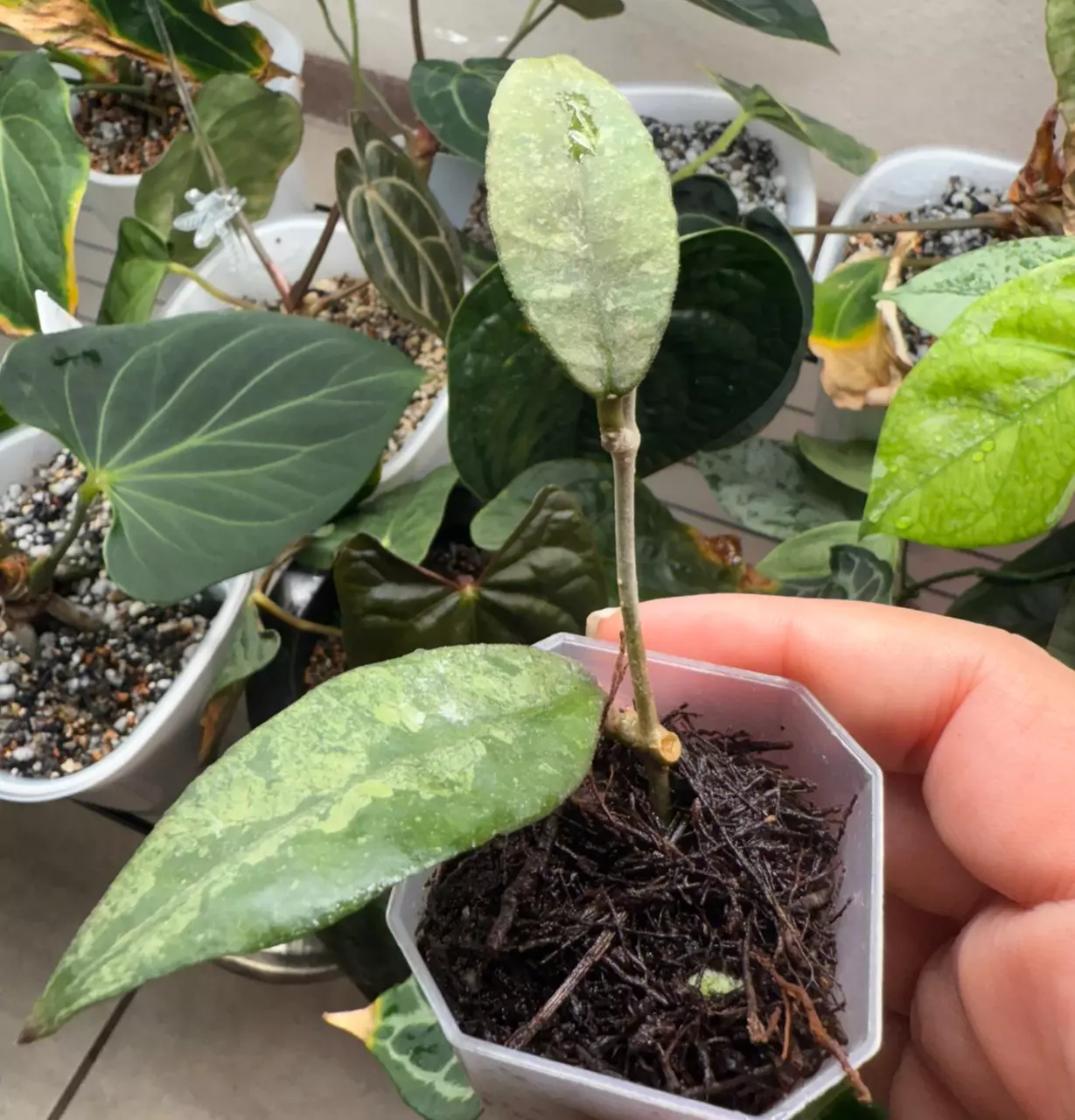 plant/Hoya Panggha Silver-0