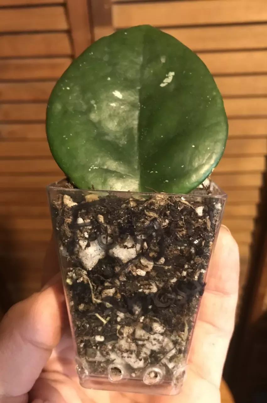 plant/Hoya Carnosa x Fungii cross-2
