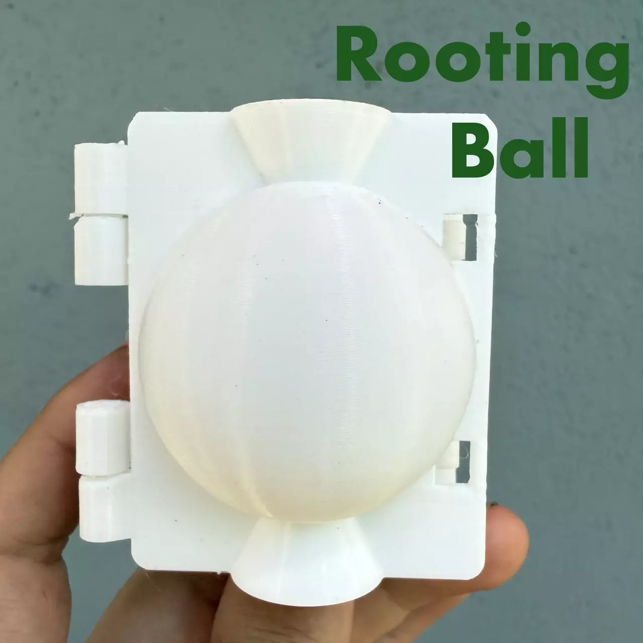 plant/Small Rooting Ball-0