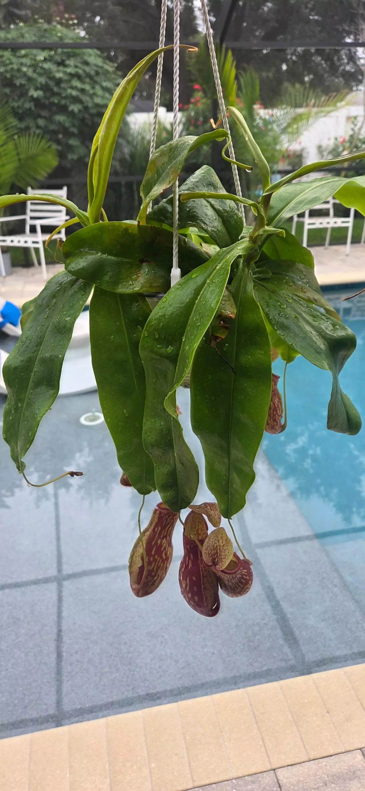 plant/Nepenthes Alata (Pitcher plant)-1