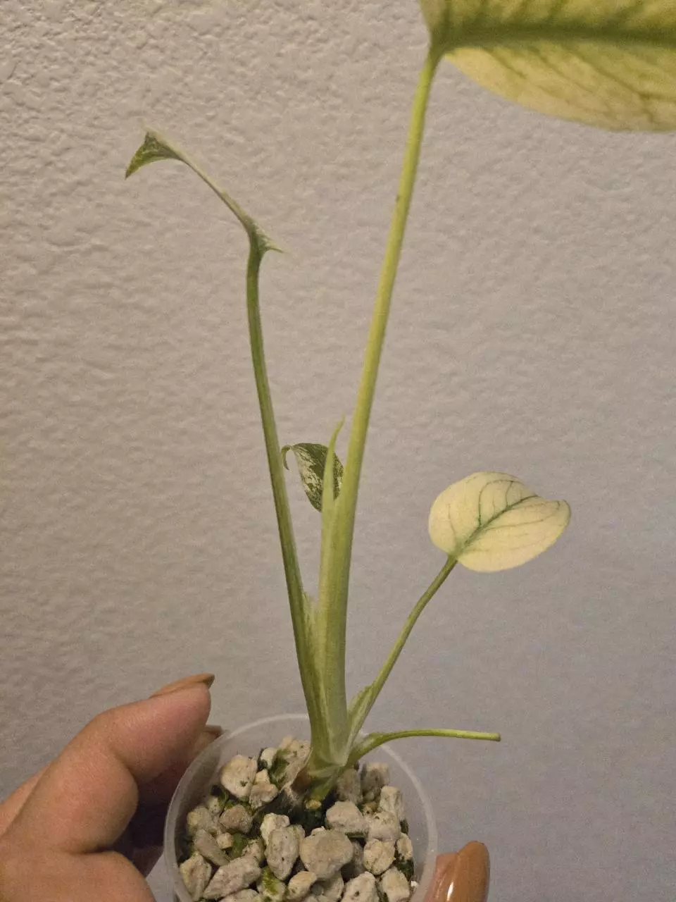 plant/monstera mint 'White Monster'-1