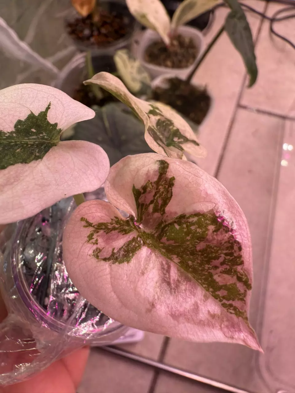 plant/Alocasia Pink Cuprea-1