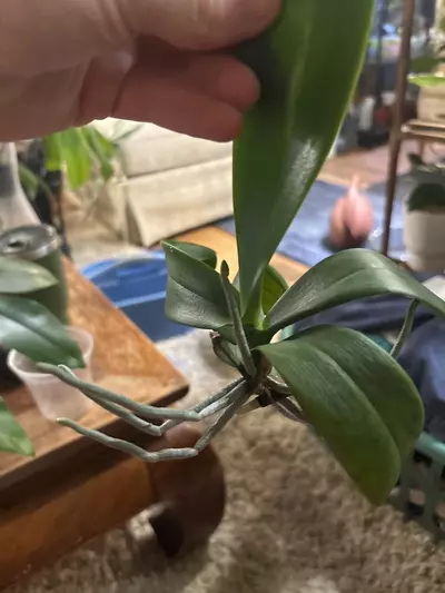 plant/Orchid Keiki (baby/pup). Will come in spaghnum moss/bark/perlite mix.-0-thumbnail