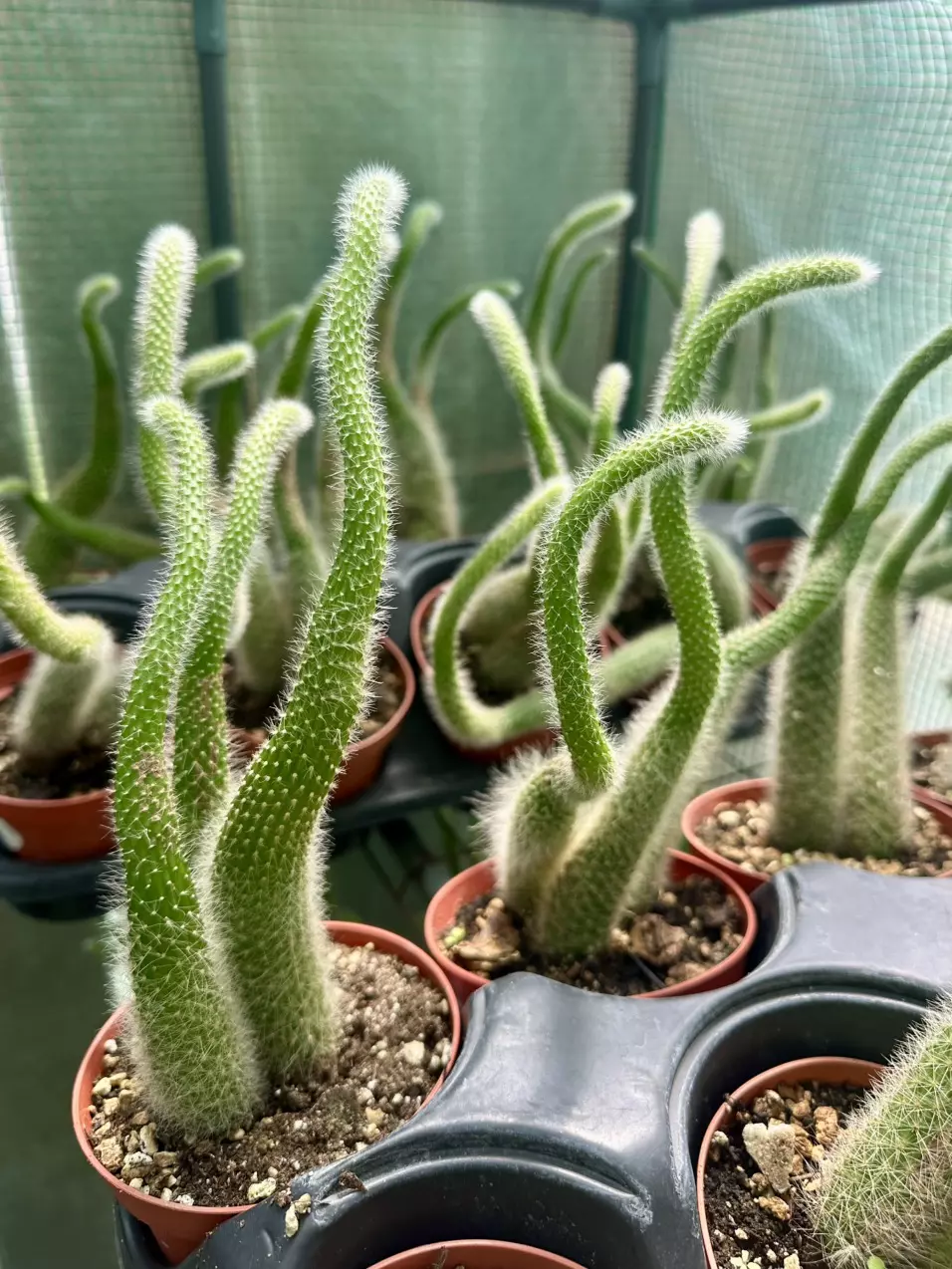 plant/4” Monkey Tail Cactus (White)-0