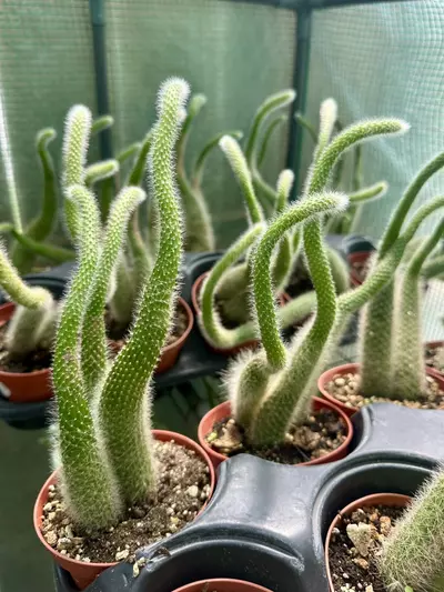 plant/4” Monkey Tail Cactus (White)-0-thumbnail