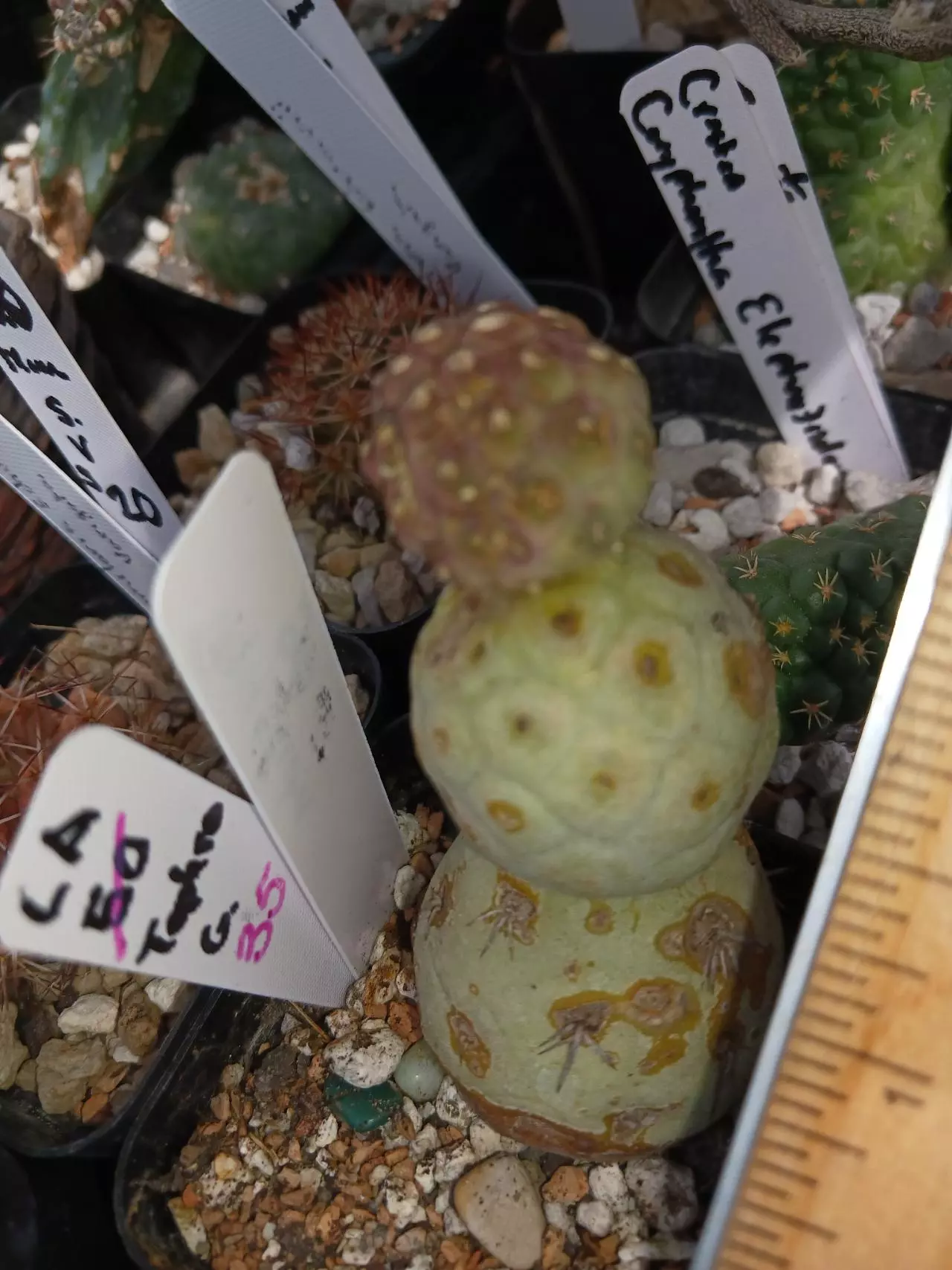plant/Tephrocactus geometricus-0