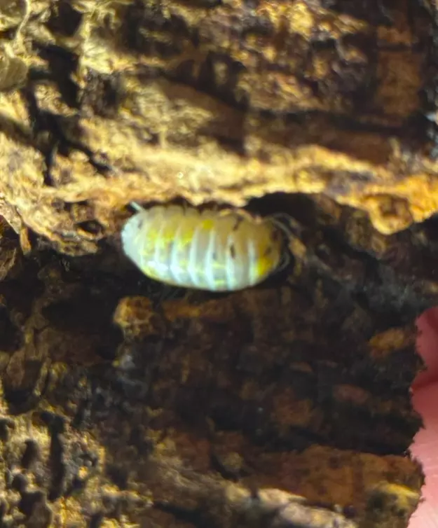 plant/10 ct magic potions isopods-0