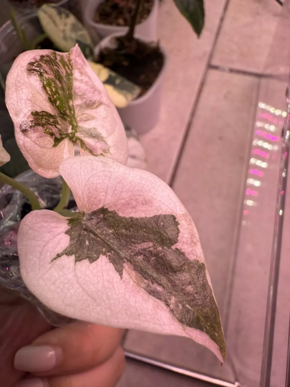 plant/Alocasia Pink Cuprea-4