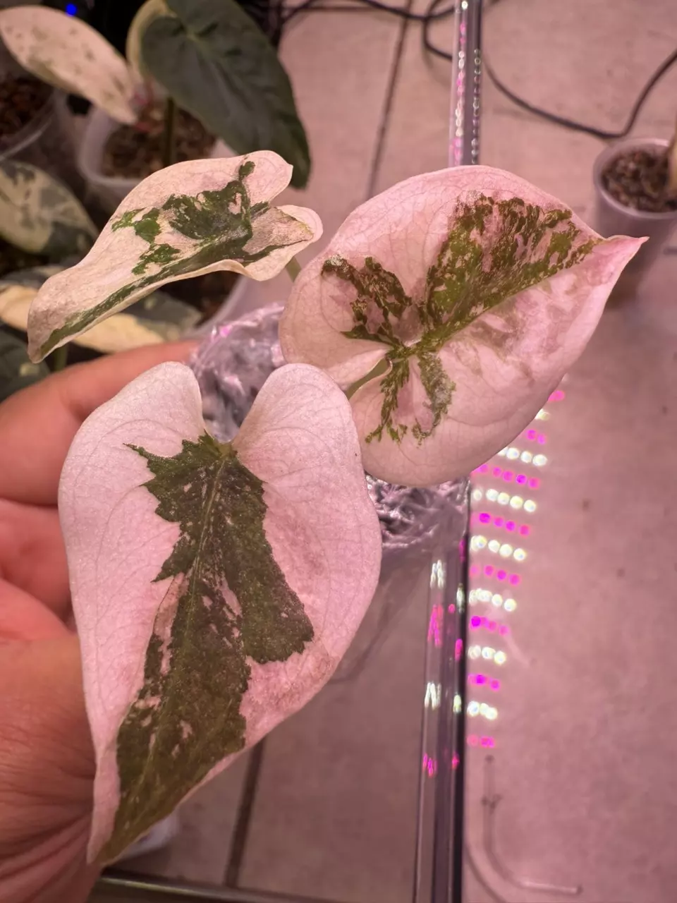 plant/Alocasia Pink Cuprea-0