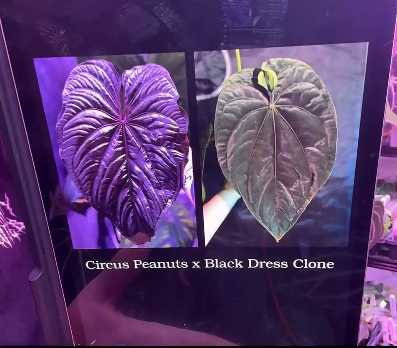 plant/Anthurium Circus Peanuts x Black Dress Clone seedling-4