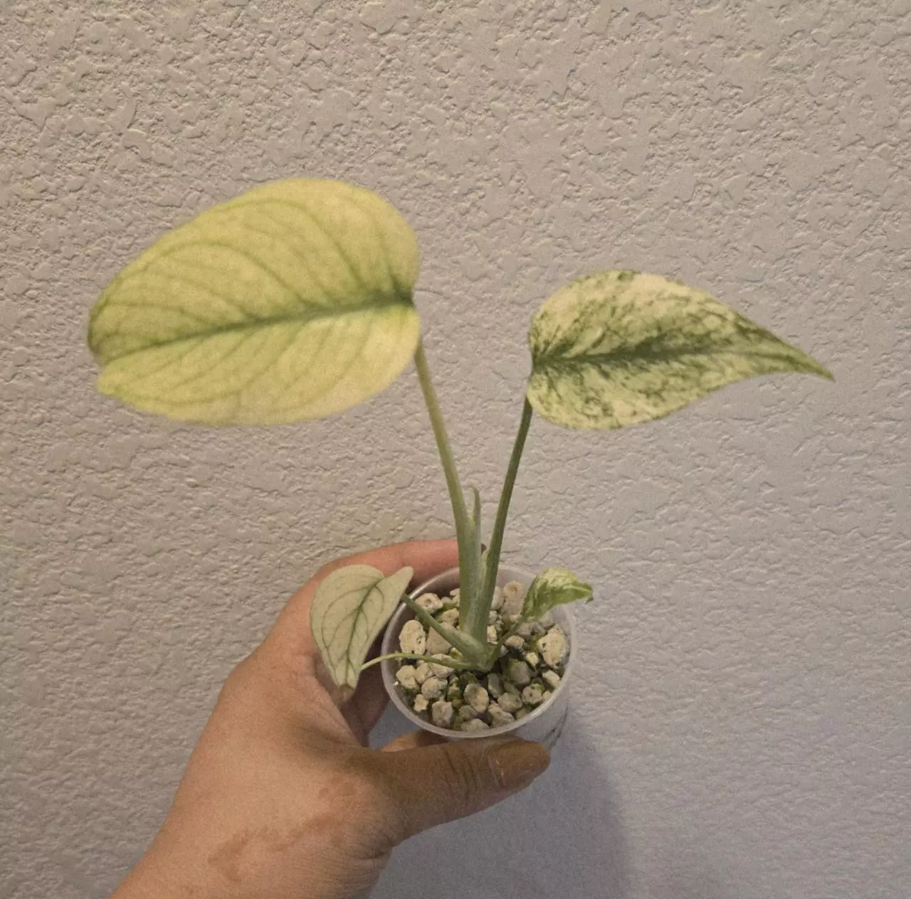 plant/monstera mint 'White Monster'-0