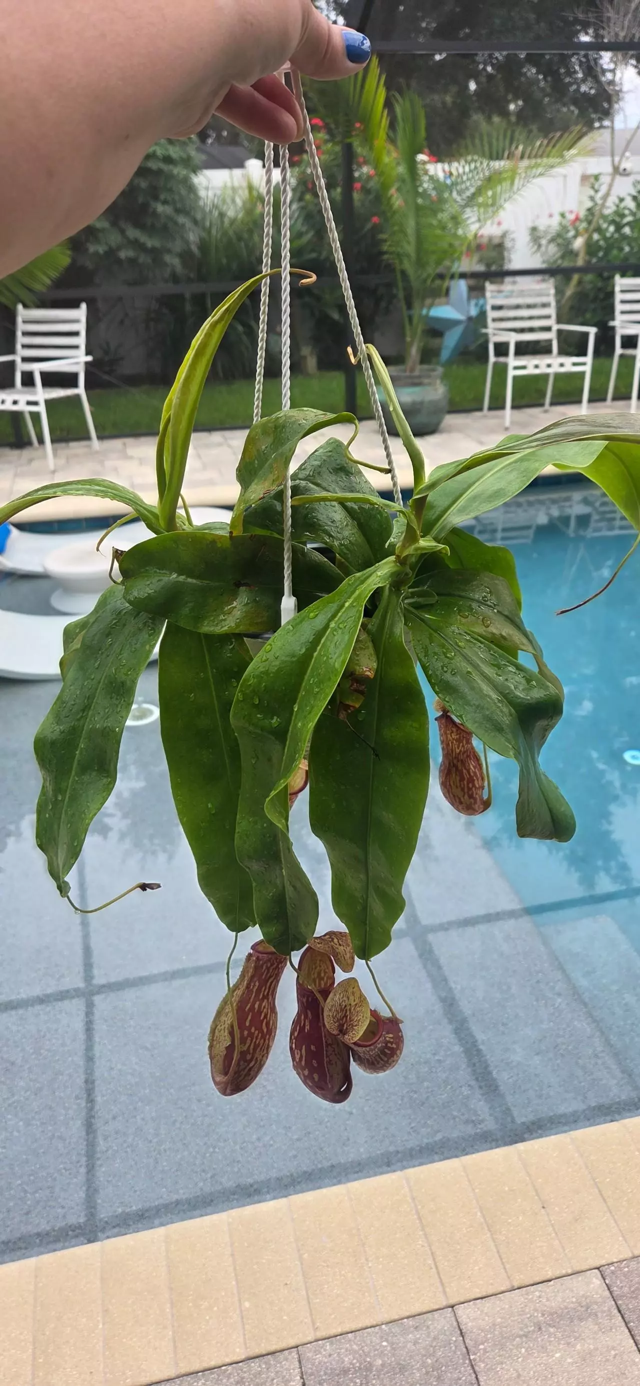 plant/Nepenthes Alata (Pitcher plant)-0