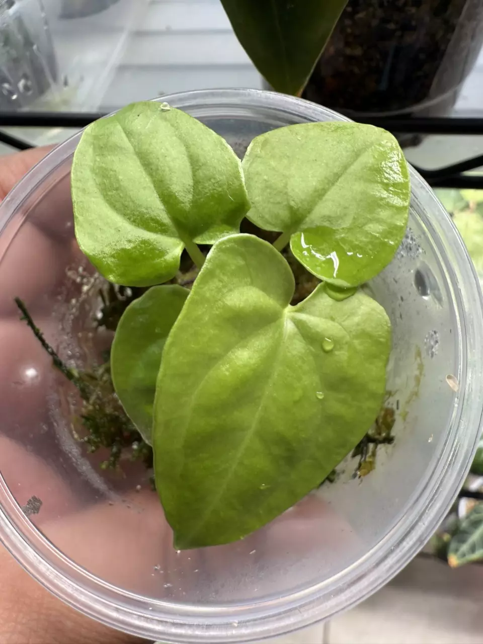plant/Anthurium Circus Peanuts x Black Dress Clone seedling-0
