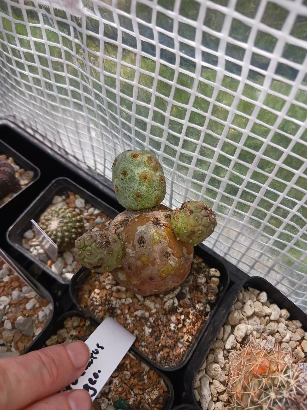 plant/Tephrocactus geometricus-3