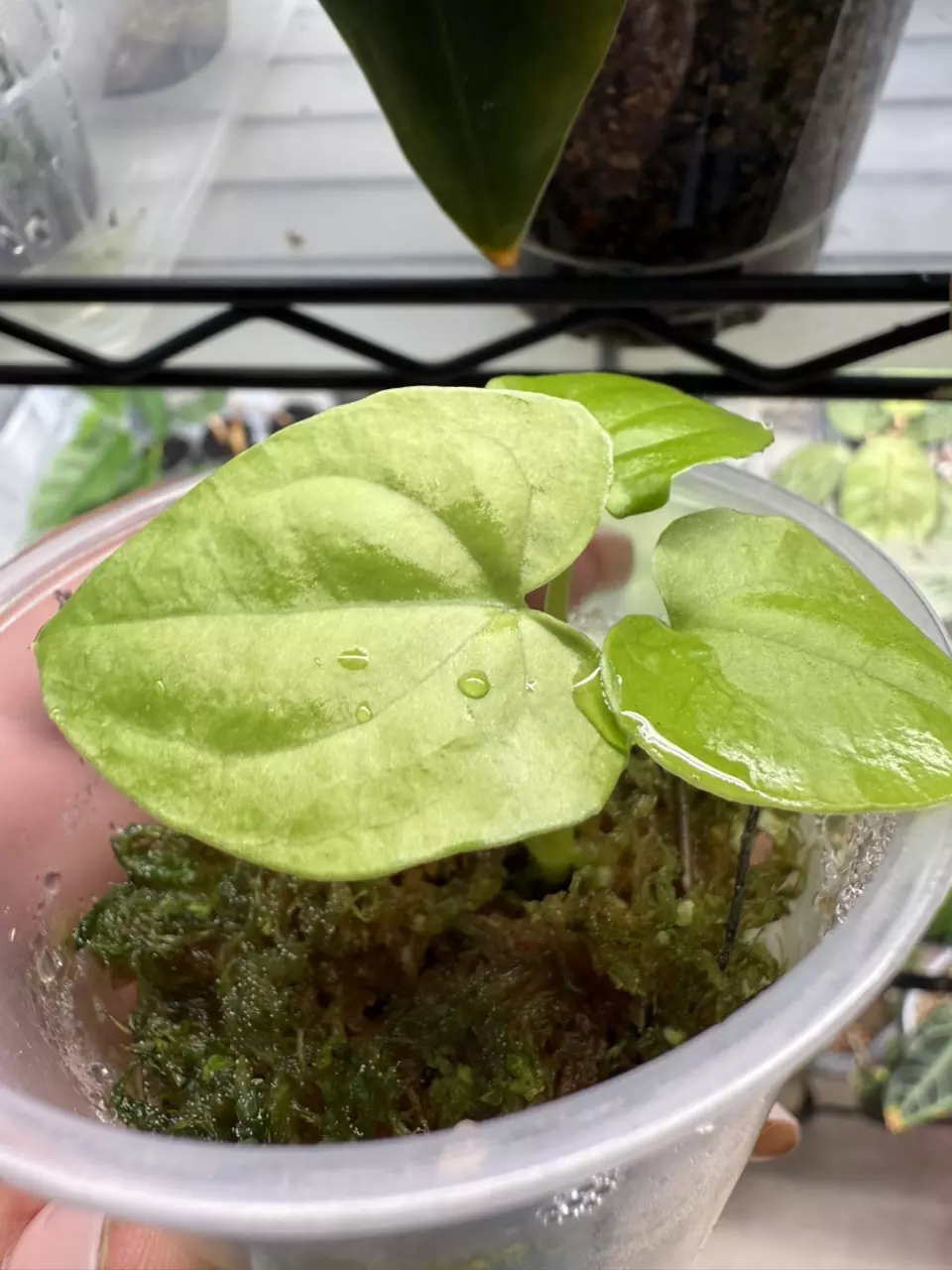 plant/Anthurium Circus Peanuts x Black Dress Clone seedling-1