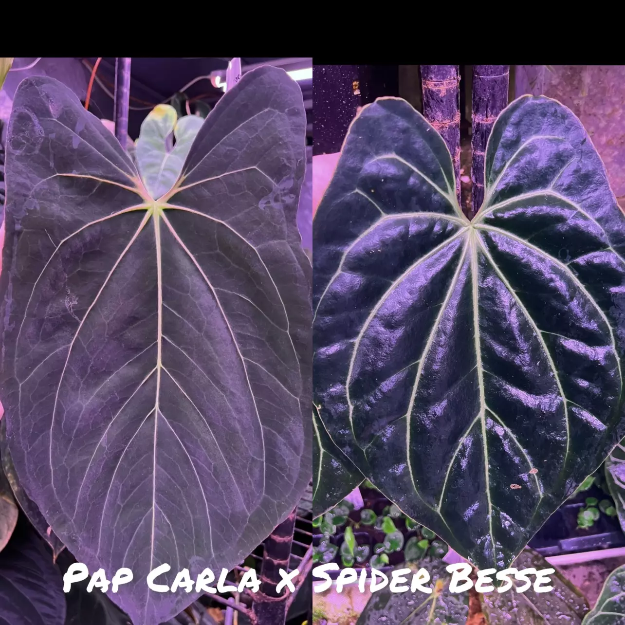 plant/Pap Carla x Spider Besseae-0