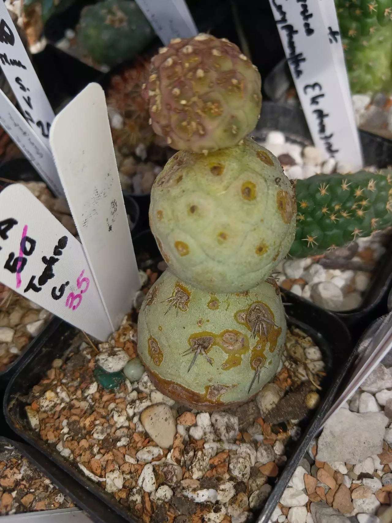 plant/Tephrocactus geometricus-1