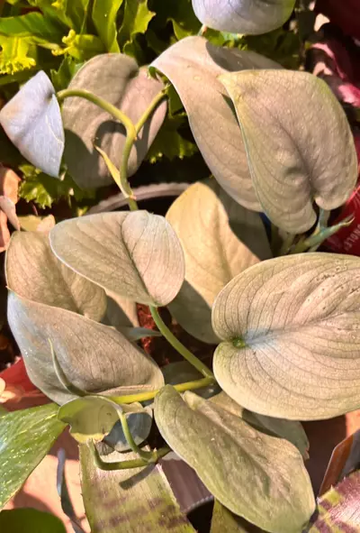 plant/Scindapsus Platinum Java - rare-0-thumbnail