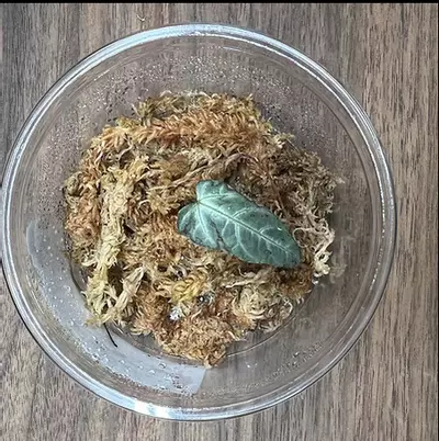 plant/Plants-0-thumbnail