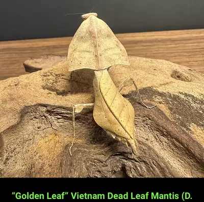 plant/L2+ Praying Mantis Kit: Mantis + Feeder + Habitat-0-thumbnail