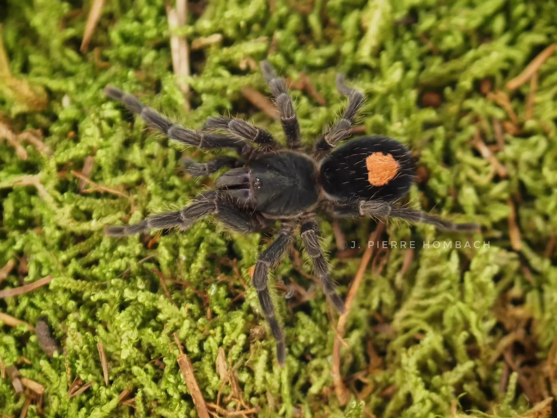 plant/Cyriocosmus sp. 'Oronegro' (Golden Heart Dwarf Tarantula) 0.25"-0