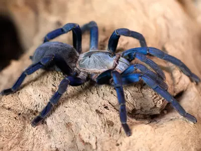 plant/Cyriopagopus lividus (Cobalt Blue Tarantula) 0.75"-0-thumbnail