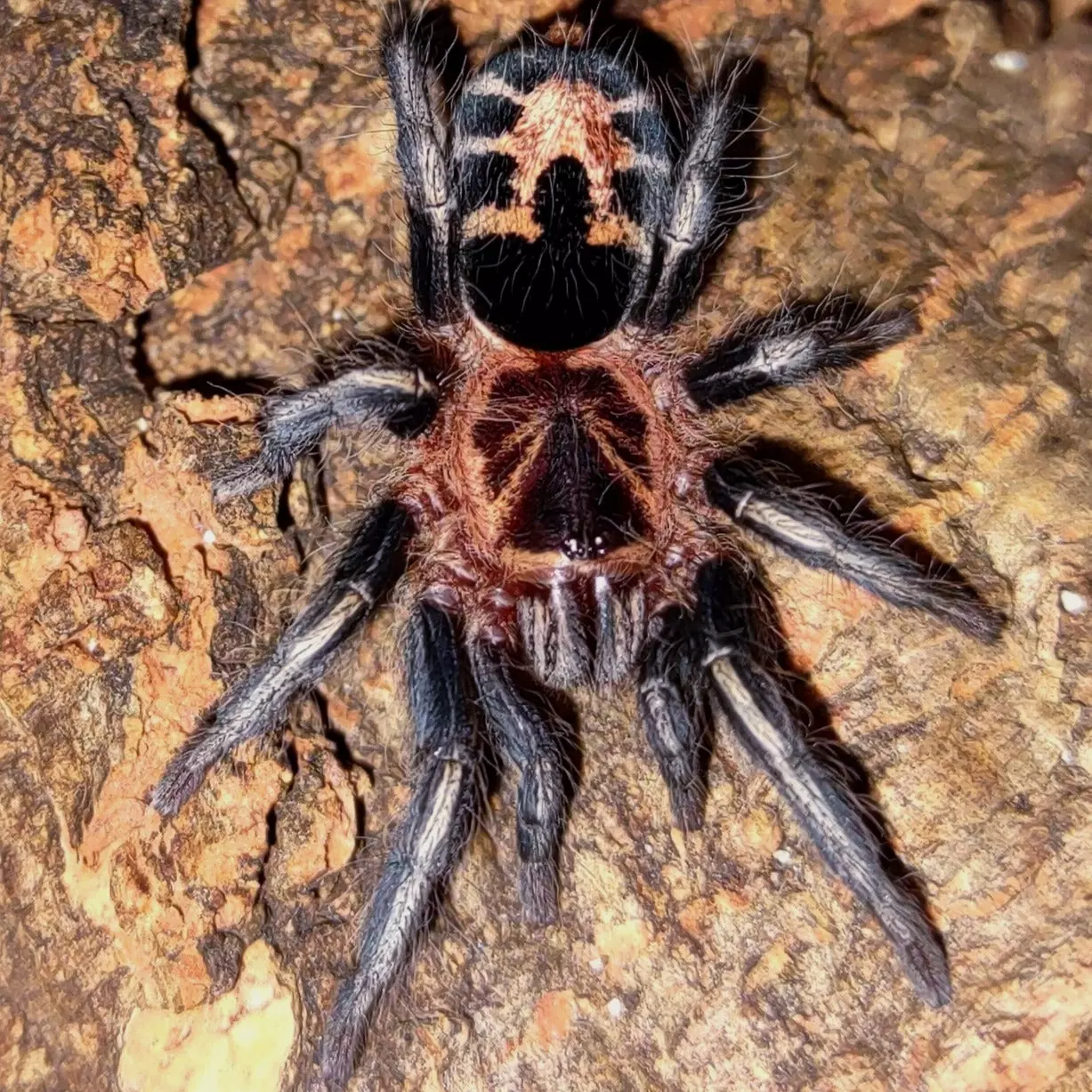 plant/Cyriocosmus leetzi (Venezualan Dwarf Beauty Tarantula) 0.25"-0