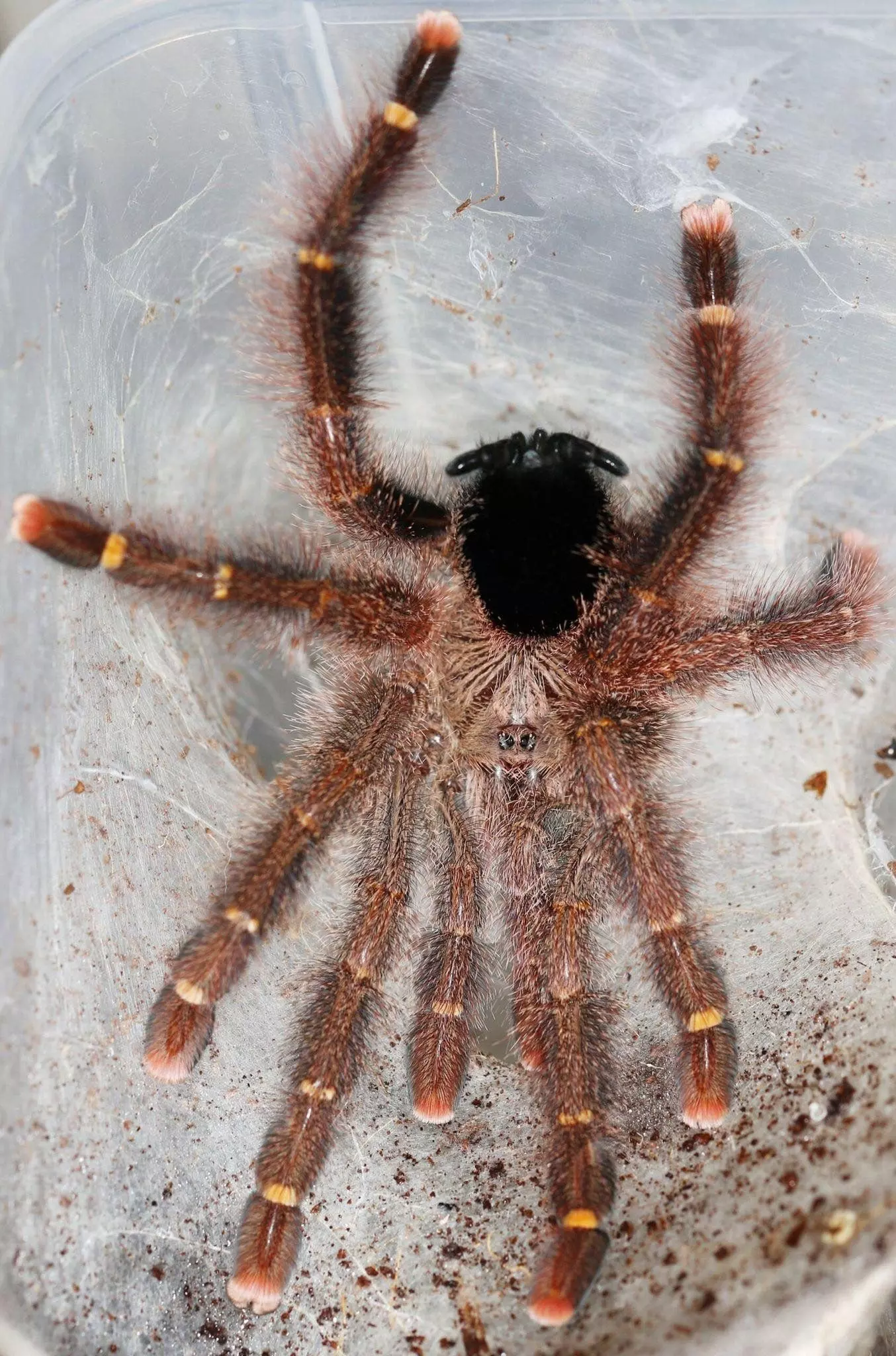 plant/Avicularia rufa (Yellow Banded Pinktoe Tarantula) (Brazil Local) 0.5-0.75"-0