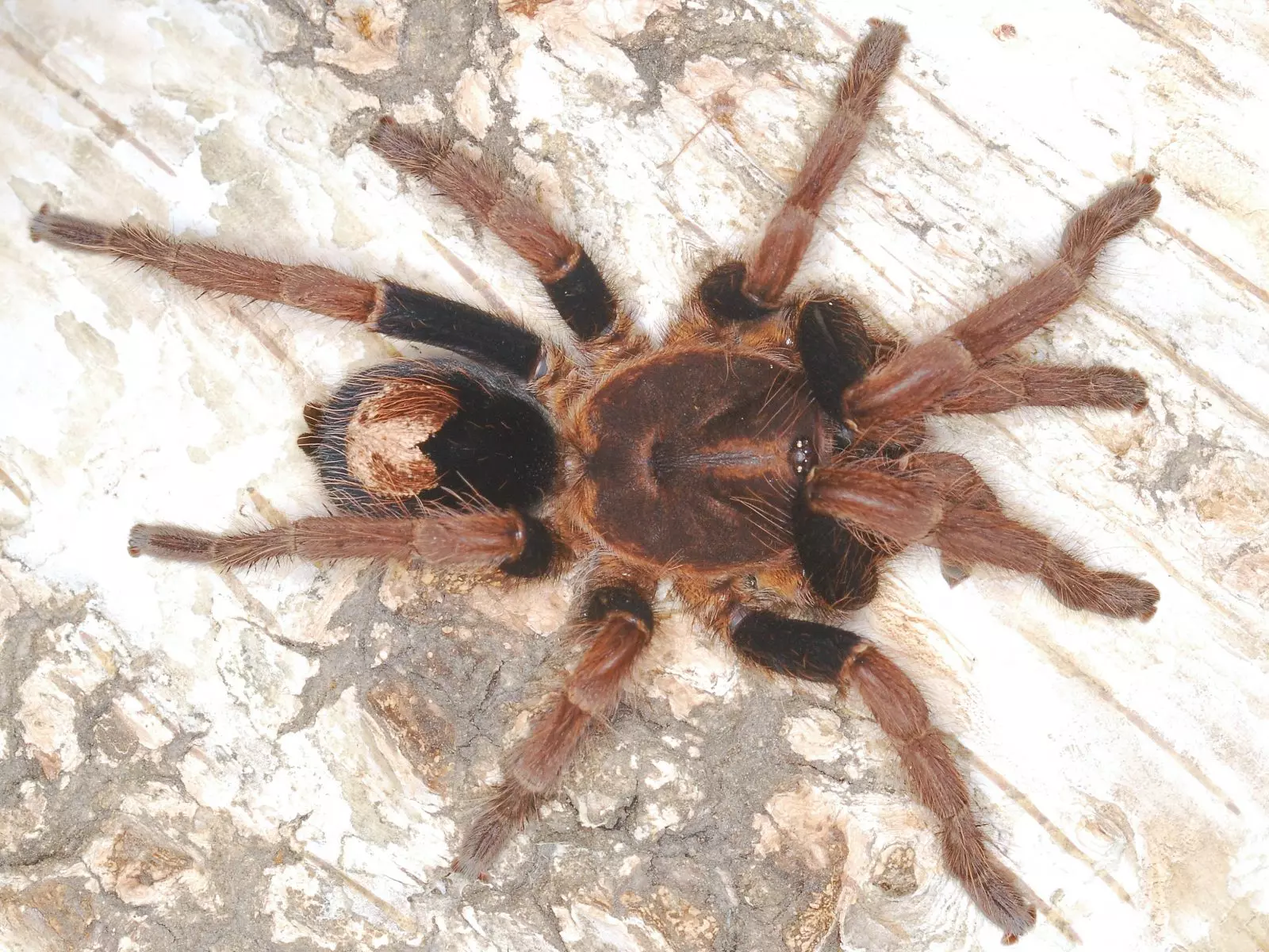 plant/Cyriocosmus giganteus (Giant Dwarf Tarantula) 0.25-0.5"-0