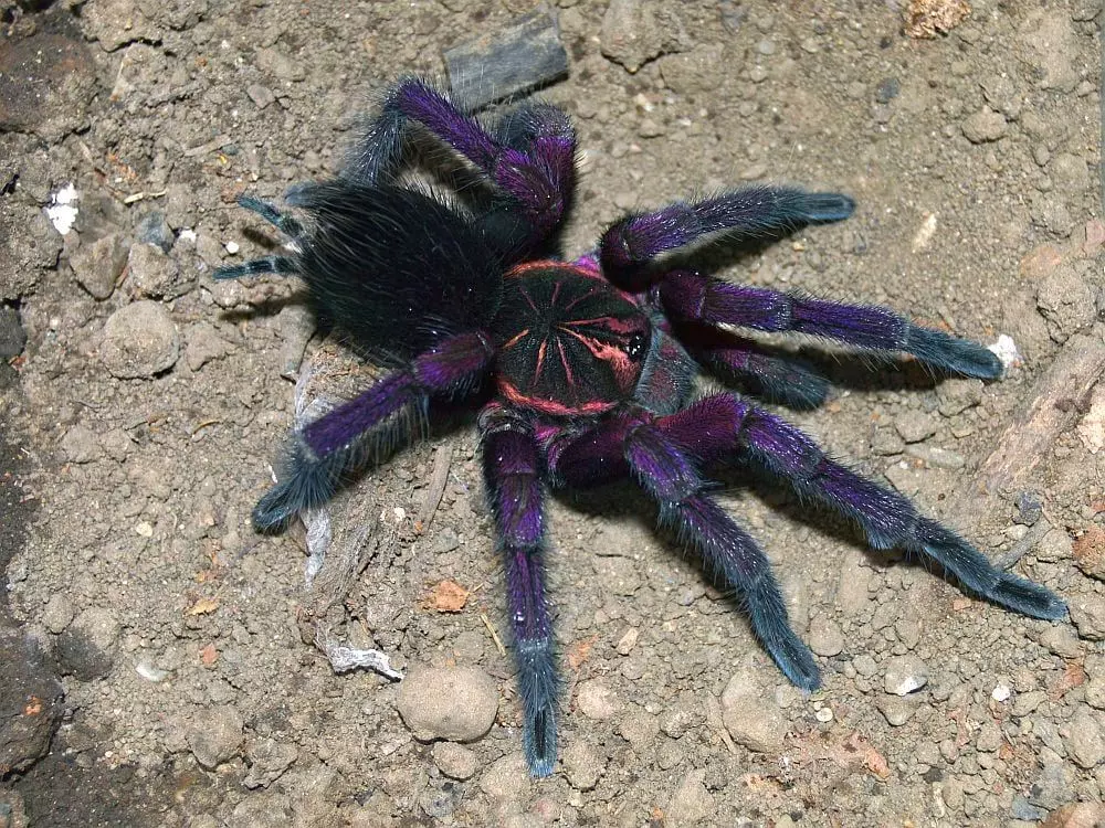 plant/Pamphobeteus sp. 'Magnanegra' (Black & Pink Bloom Tarantula) 1.5"-0