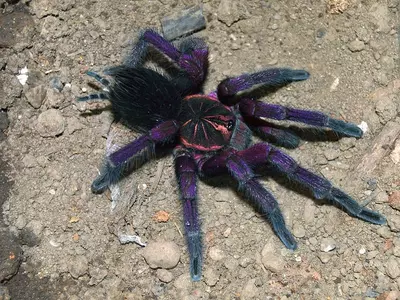 plant/Pamphobeteus sp. 'Magnanegra' (Black & Pink Bloom Tarantula) 1.5"-0-thumbnail