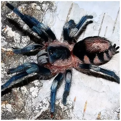 plant/Cyriocosmus ritae (Peruvian Black & White Tarantula) 1-1.5"�+-0-thumbnail
