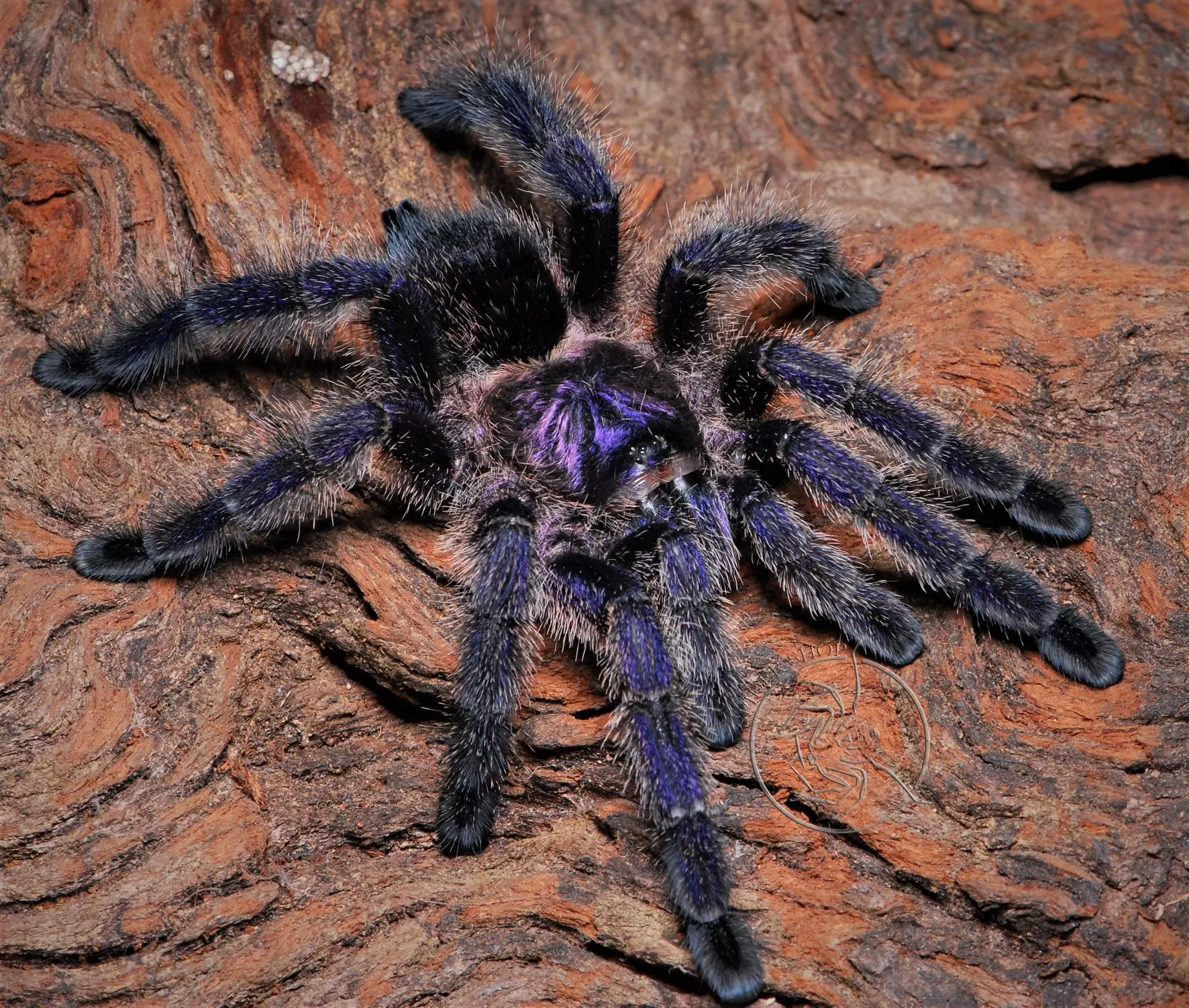 plant/Avicularia sp. 'Colombia'  (Colombian Purple Pink Toe Tarantula) 0.5-0.75-0