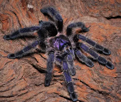 plant/Avicularia sp. 'Colombia'  (Colombian Purple Pink Toe Tarantula) 0.5-0.75-0-thumbnail