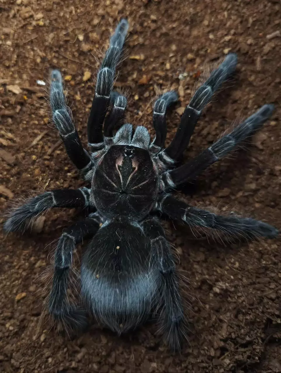 plant/Pamphobeteus sp. 'Flammifera' 1-1.5"-0