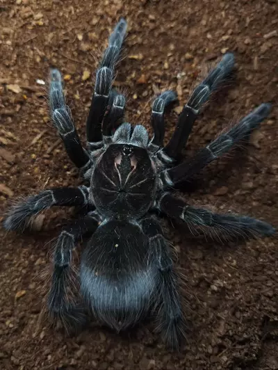 plant/Pamphobeteus sp. 'Flammifera' 1-1.5"-0-thumbnail