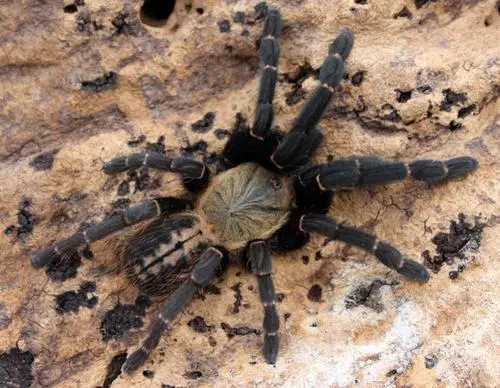 plant/Cyriopagopus sp. 'Bach Ma' (Bach Ma Earth Tiger Tarantula) 1.5-2"-0