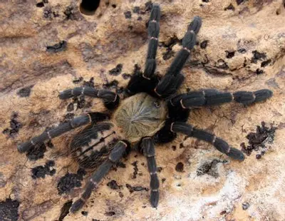 plant/Cyriopagopus sp. 'Bach Ma' (Bach Ma Earth Tiger Tarantula) 1.5-2"-0-thumbnail