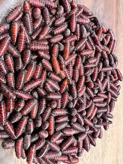 plant/Feeders-0-thumbnail