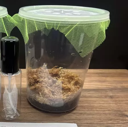 plant/Habitats - Mantis, Milli, Spood, etc. -0