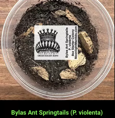 plant/Springtails / Isopods-0-thumbnail