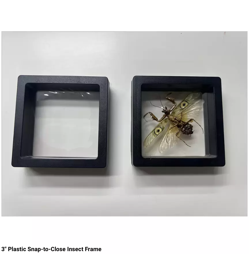 plant/3 Pack - 3" Specimen Frames - Auction-0