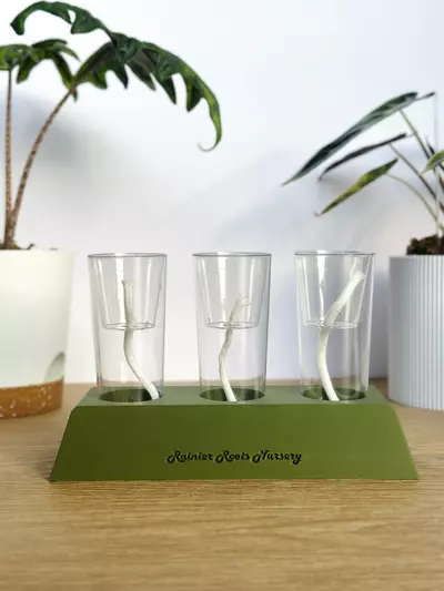 plant/Self Watering Corm Cup Propagation 3 Cup Kit-0-thumbnail