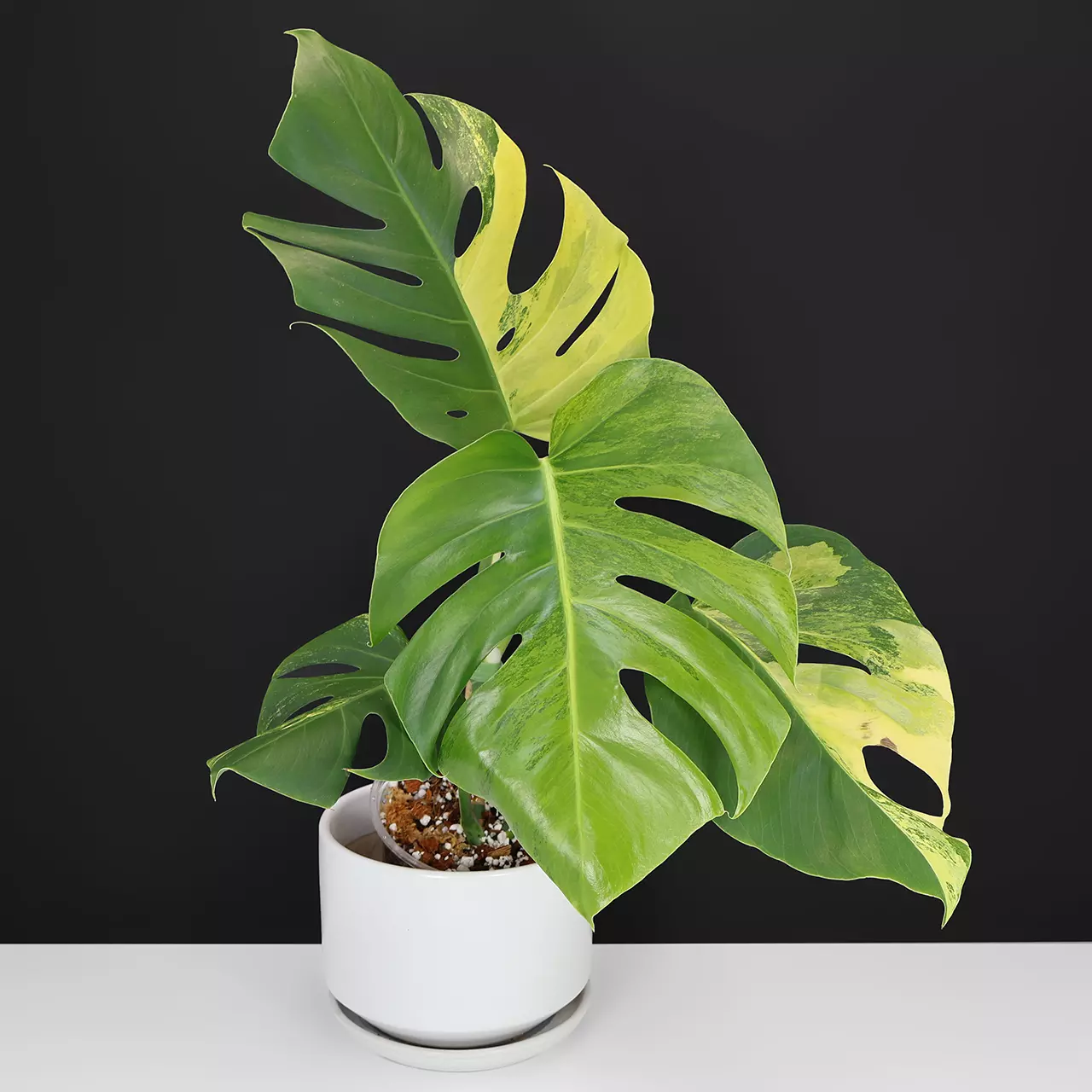 plant/Monstera Aurea (Marmorata)-0