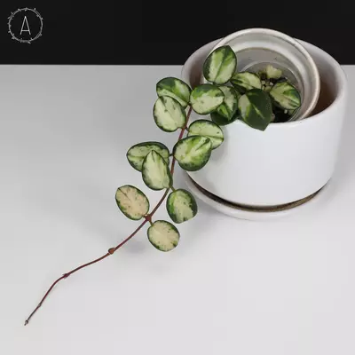 plant/Hoya Mathilde Inner Variegated-0-thumbnail