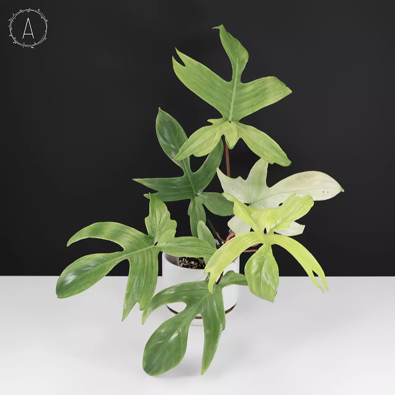 plant/Philodendron Florida Ghost-0