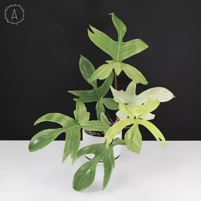 plant/Philodendron Florida Ghost-0-thumbnail