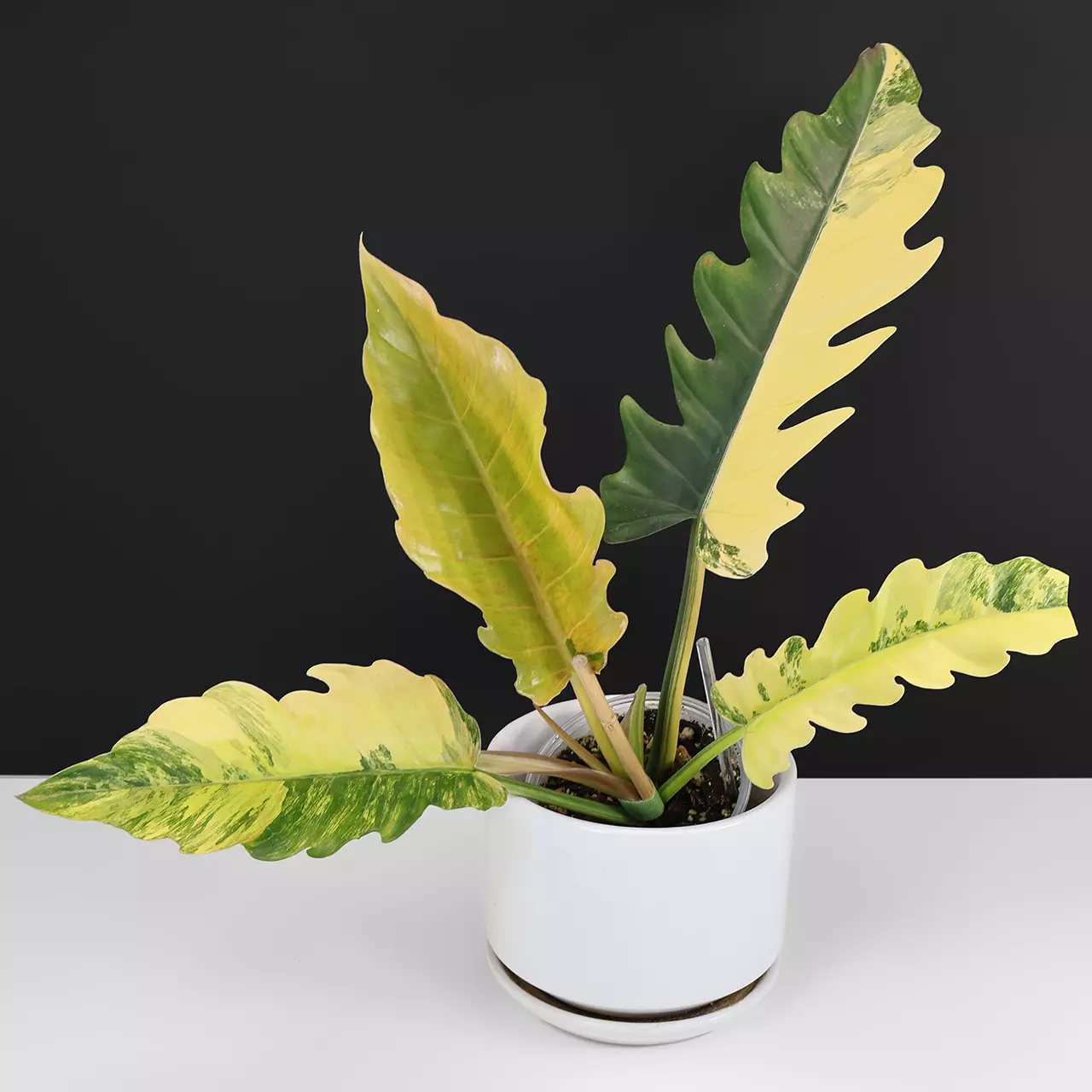 plant/Philodendron Caramel Marble-0