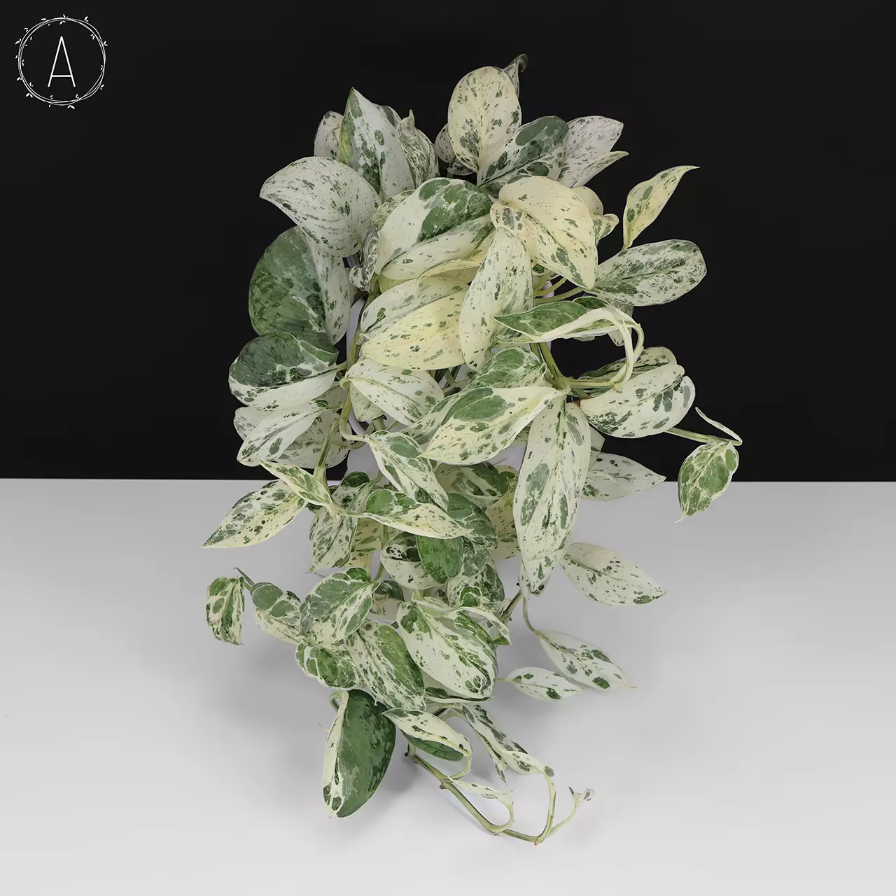 plant/Scindapsus Salamount (Dark Cloud)-0