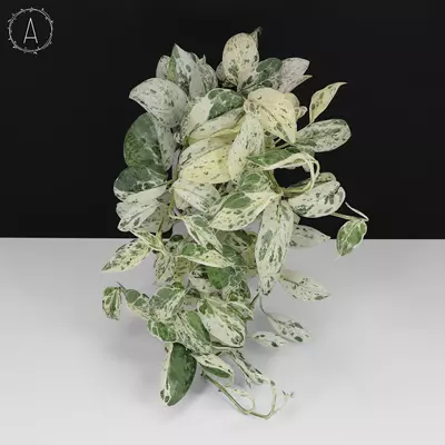 plant/Scindapsus Salamount (Dark Cloud)-0-thumbnail